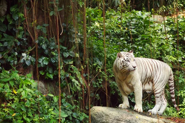 Tigre Branco Zoológico — Fotografia de Stock