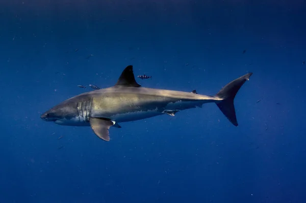 鲨鱼在蔚蓝的大海 — 图库照片