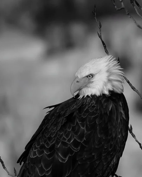 Doğal Ortamda Güzel Bir Kuş Görüntüsü — Stok fotoğraf