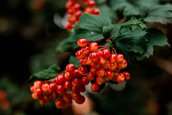 Beri Merah Viburnum Pada Cabang Dari Semak Semak — Stok Foto