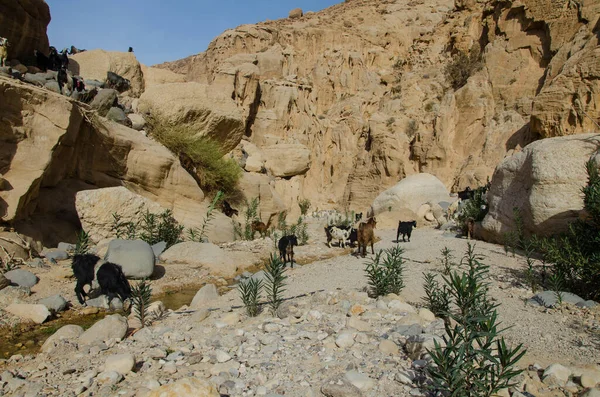 Bellissimo Paesaggio Del Deserto Dei Negev Giordania — Foto Stock