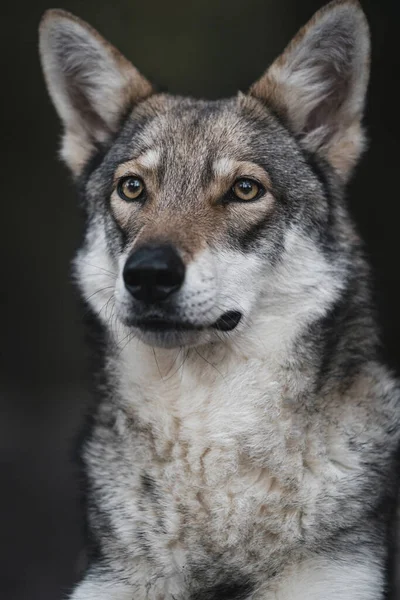 Retrato Hermoso Perro —  Fotos de Stock