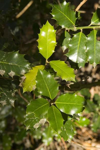 Grüne Blätter Eines Baumes Wald — Stockfoto