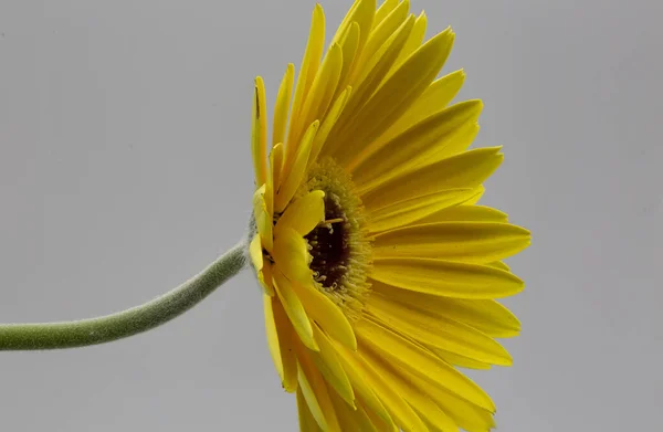 Ботанический Выстрел Цветы Крупным Планом — стоковое фото