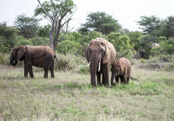 African Elephants Savannah Kenya Stock Photo