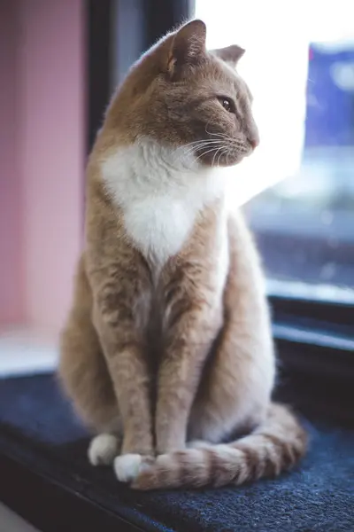 Gatto Riposa Alla Finestra Casa — Foto Stock