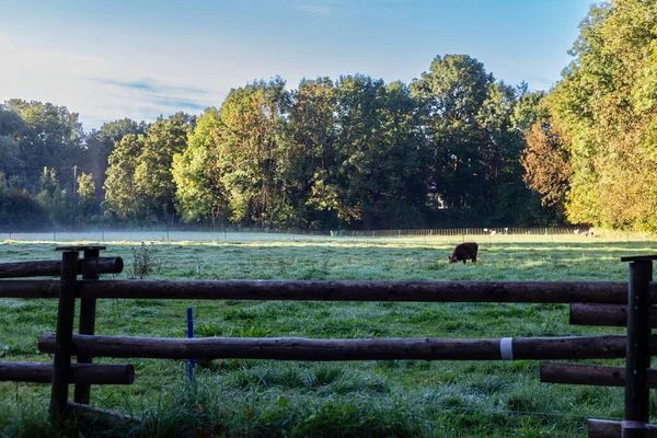 Bela Paisagem Com Cavalo Campo — Fotografia de Stock