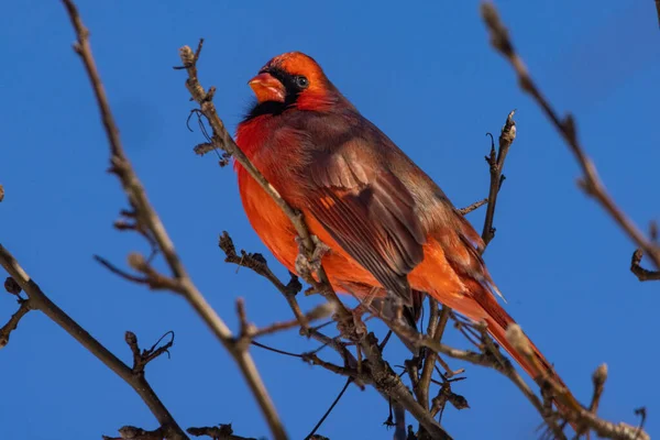 Pájaro Pecho Rojo Una Rama — Foto de Stock