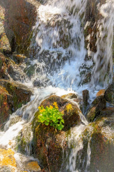 Krásný Vodopád Lese — Stock fotografie