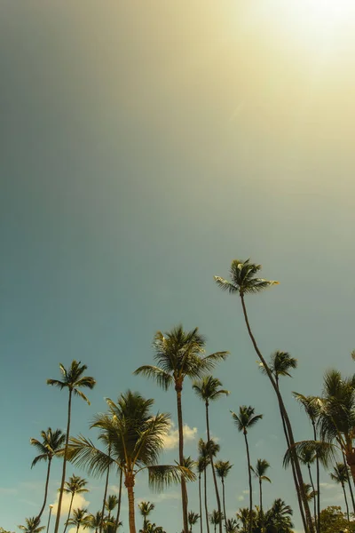 Palm Tree Beach Sunset Sky Background — Stock Photo, Image