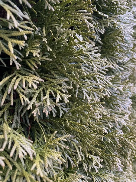 Зеленые Ветви Ели Флора — стоковое фото