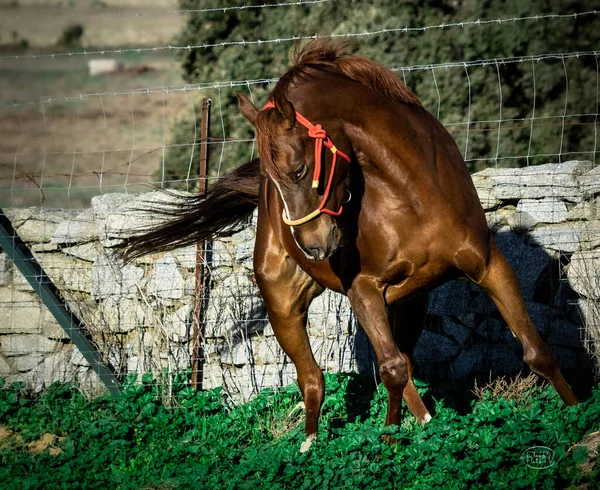 Ένα Άλογο Στο Paddock — Φωτογραφία Αρχείου