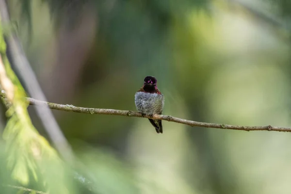 Vista Close Pássaro Pequeno — Fotografia de Stock