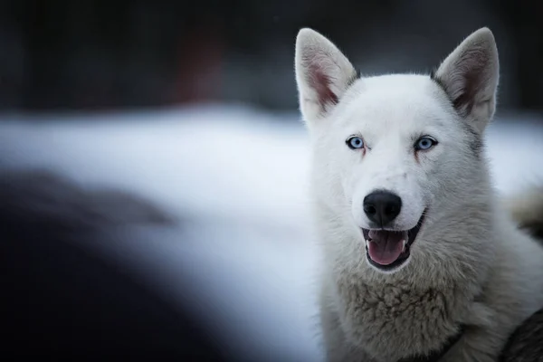 Retrato Hermoso Perro — Foto de Stock