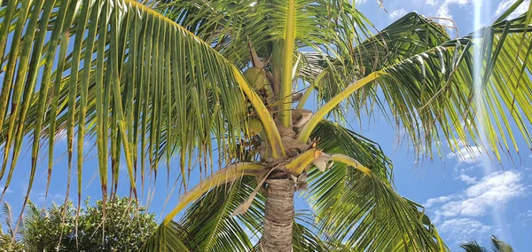 Kokosnoot Palmboom Het Strand — Stockfoto