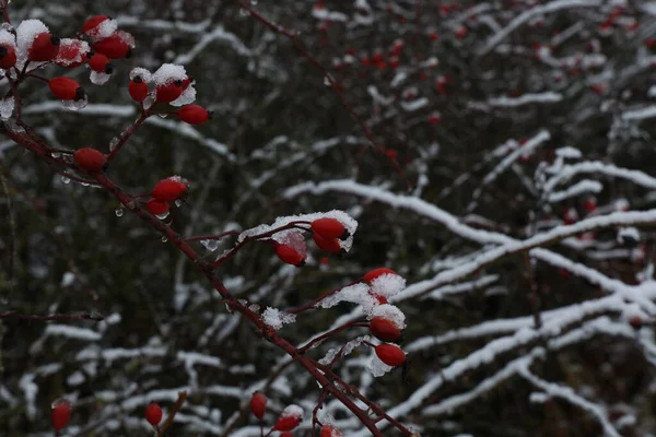 Czerwone Jagody Drzewie Zimą — Zdjęcie stockowe