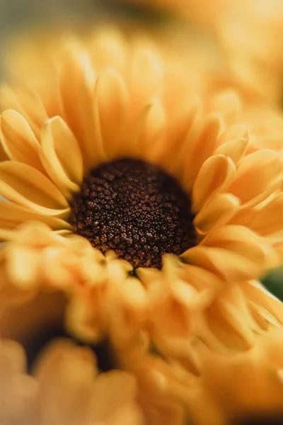 Close Van Een Gele Bloem — Stockfoto