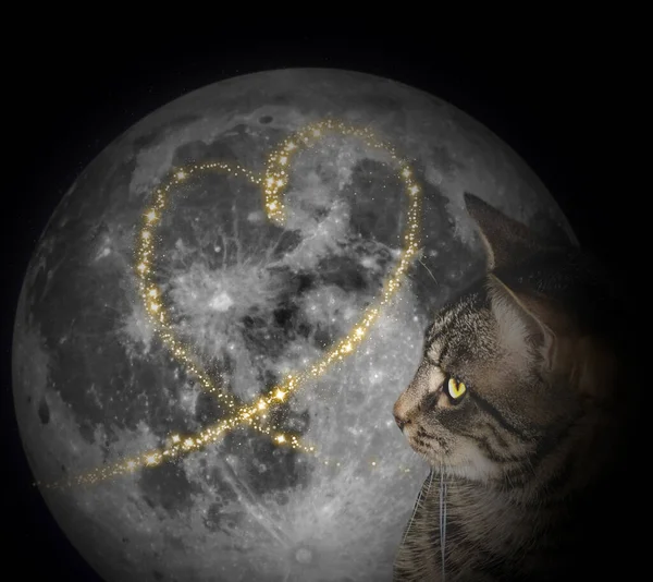 Gatto Nella Forma Cuore Uno Sfondo Nero — Foto Stock