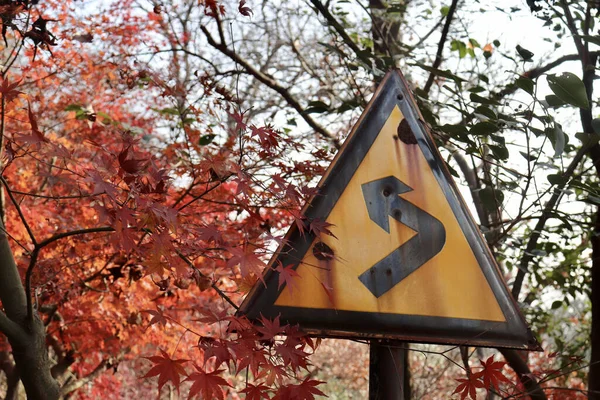 Cerisier Rouge Blanc Dans Parc — Photo