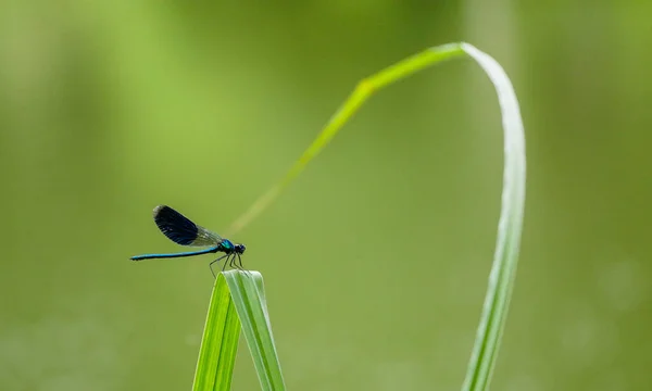 Hermosa Mariposa Una Flor — Foto de Stock