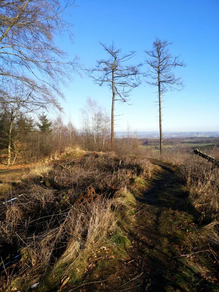 Beau Paysage Avec Arbre Champ — Photo