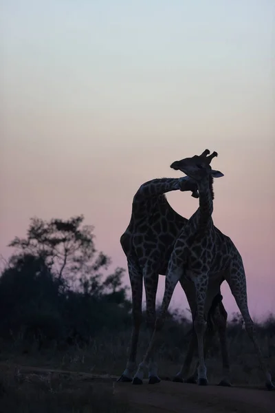 Giraff Savannen Kenya — Stockfoto