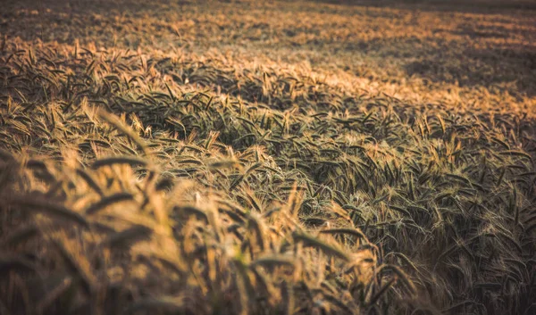 Sabahları Buğday Tarlası — Stok fotoğraf