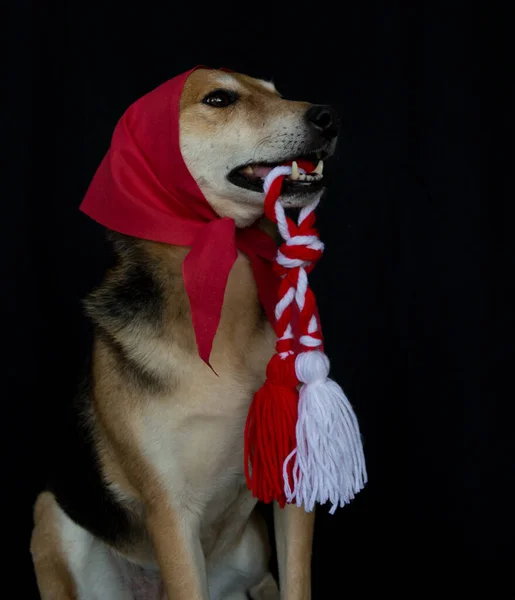 Retrato Cão Bonito Chapéu Vermelho Fundo Preto — Fotografia de Stock