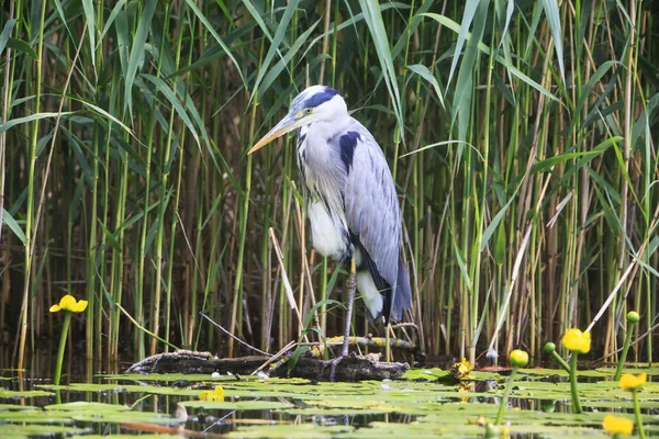 Grande Aigrette Dans Eau — Photo