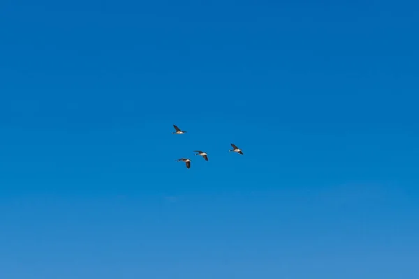 Möwe Fliegt Den Himmel — Stockfoto