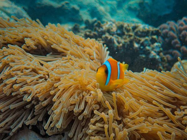 Коралловый Риф Красивом Море Морской Мир — стоковое фото