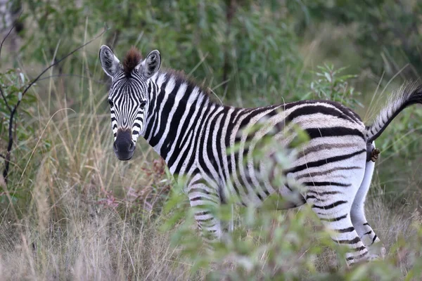 Zebra Der Savanne — Stockfoto