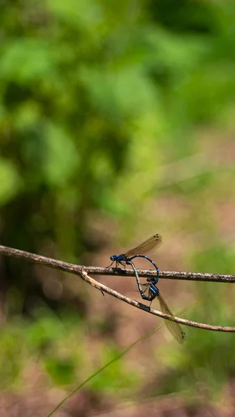 蜻蜓落在树枝上 — 图库照片