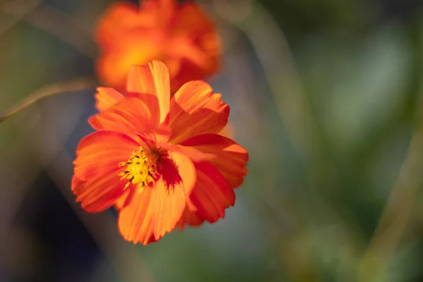 Tiernas Flores Creciendo Jardín — Foto de Stock