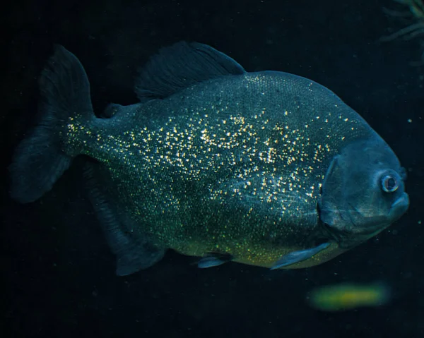 Güzel Bir Tropikal Balığın Sualtı Manzarası — Stok fotoğraf