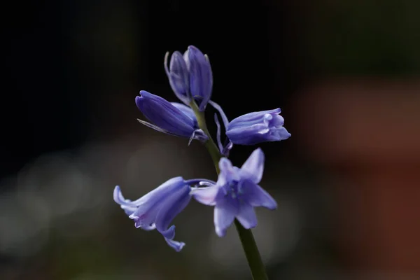 Piękne Fioletowe Kwiaty Ogrodzie — Zdjęcie stockowe