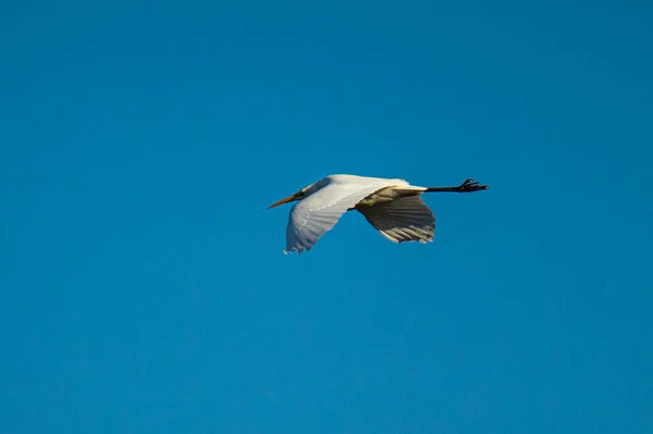 Cegonha Branca Voando Céu Azul — Fotografia de Stock