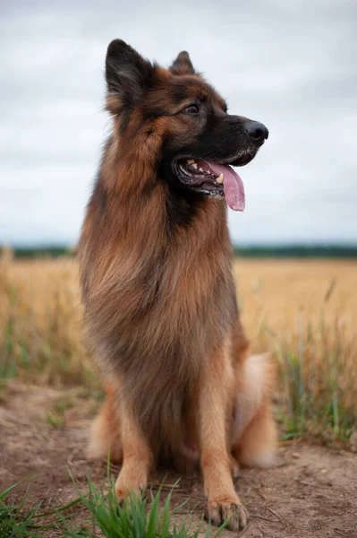 Portret Uroczego Psa — Zdjęcie stockowe