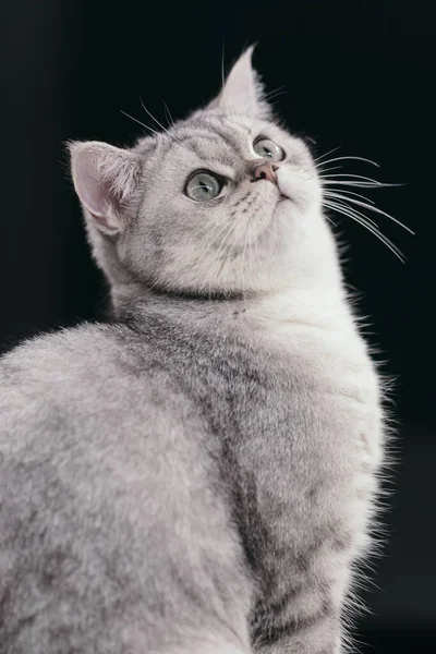 Portrait Cute Cat — Stock Photo, Image