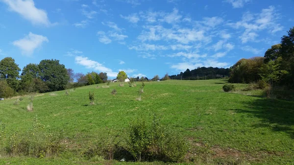 Hermoso Paisaje Con Gran Árbol Una Hierba Verde — Foto de Stock