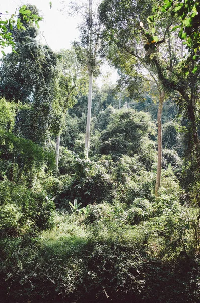 丛林中的绿林 — 图库照片