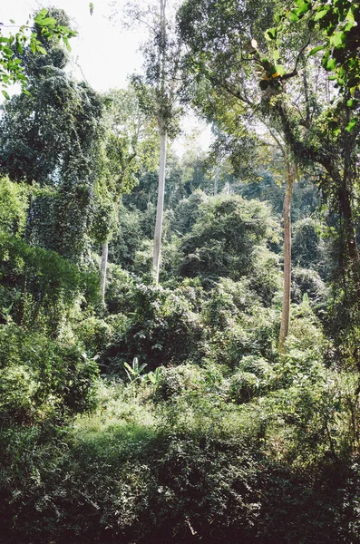 Groen Bos Jungle — Stockfoto