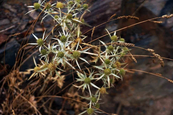 庭にあるサボテンの植物は — ストック写真