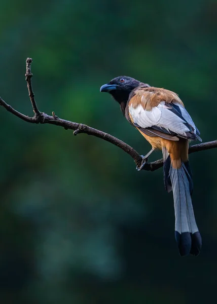 Gros Plan Oiseau Dans Habitat Naturel — Photo