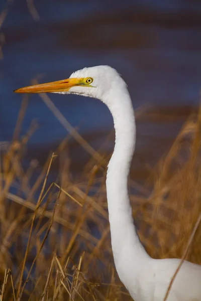 Λευκό Egret Στο Νερό — Φωτογραφία Αρχείου