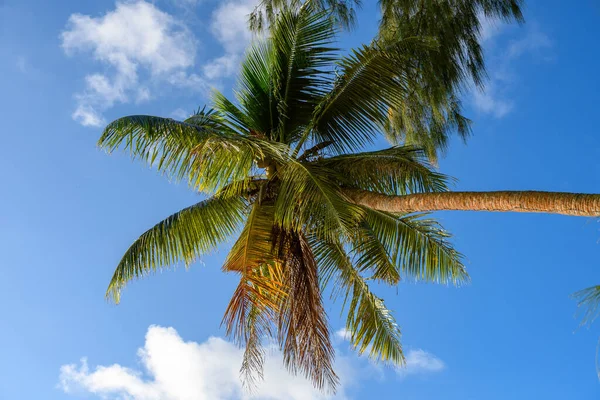 Coconut Palm Tree Blue Sky Background — Stock Photo, Image