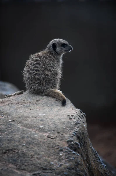 Ένα Κοντινό Πλάνο Ενός Meerkat Στην Άγρια Φύση — Φωτογραφία Αρχείου