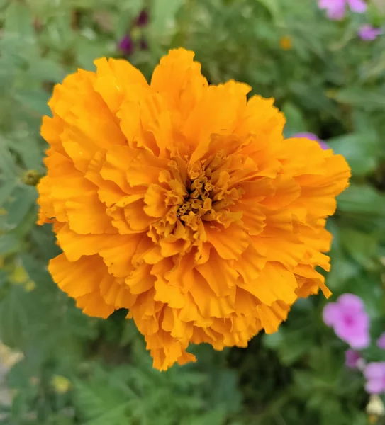 Bahçedeki Güzel Sarı Çiçek — Stok fotoğraf