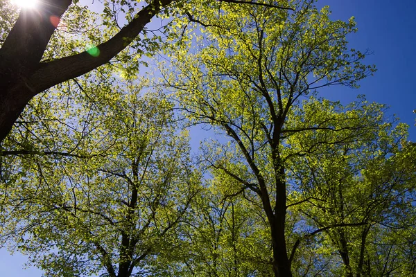 Ramas Árboles Bosque — Foto de Stock