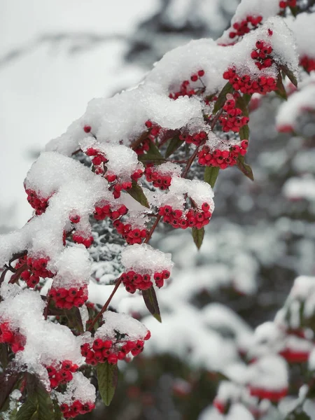 Rote Beeren Schnee — Stockfoto